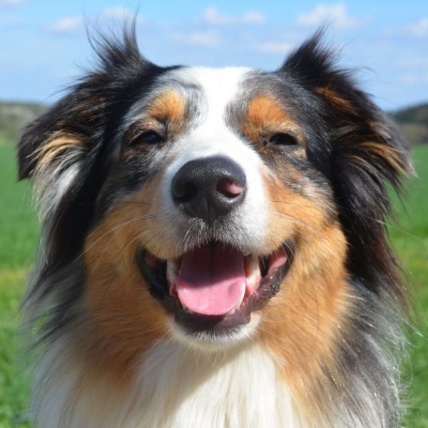 Australian Shepherd At a glance