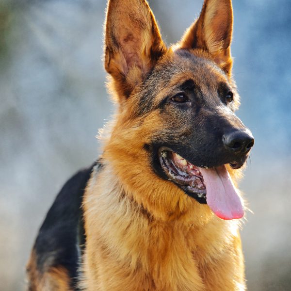 German Shepherd: Intelligence and Loyalty