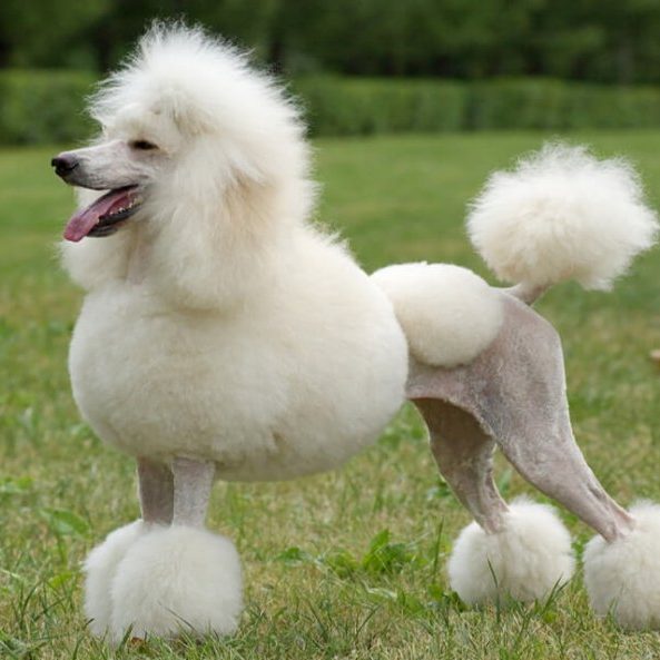Poodle Breeds Traits And Care