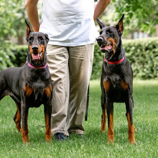 Doberman Pinscher As Family Pet