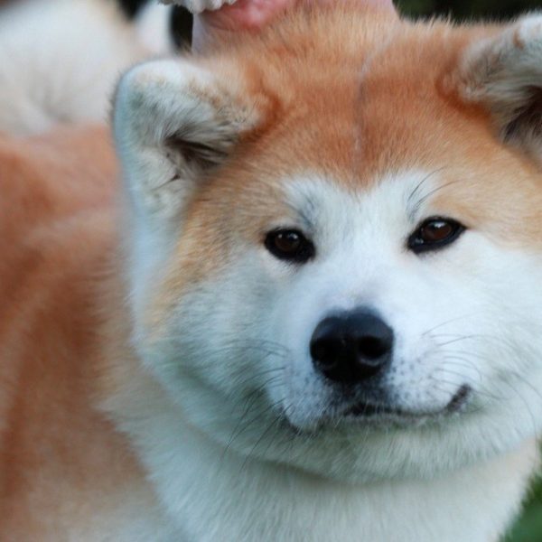 Akita Inu Complete Guide