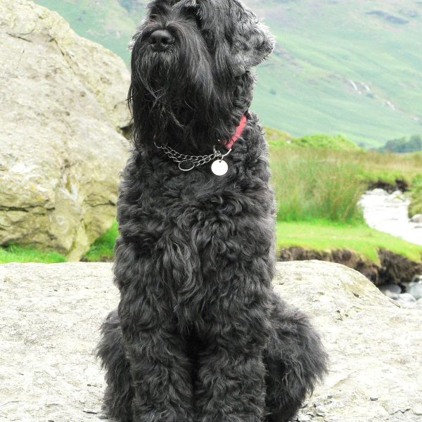 Black Terrier: Overview