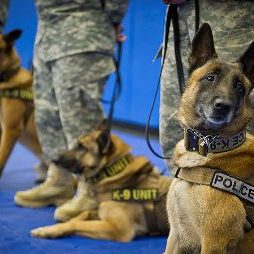Dogs Helping Police