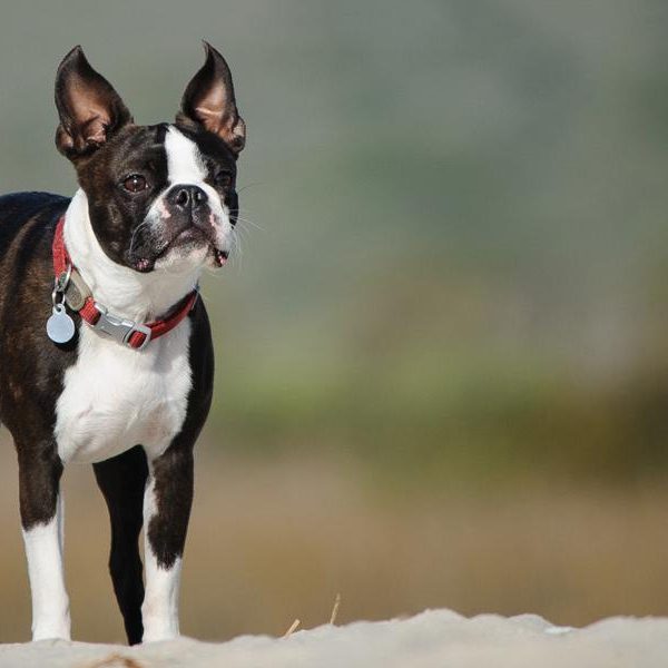 Boston Terrier Overview