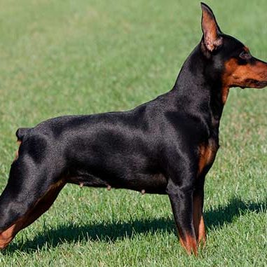 Miniature Pinscher Personality.