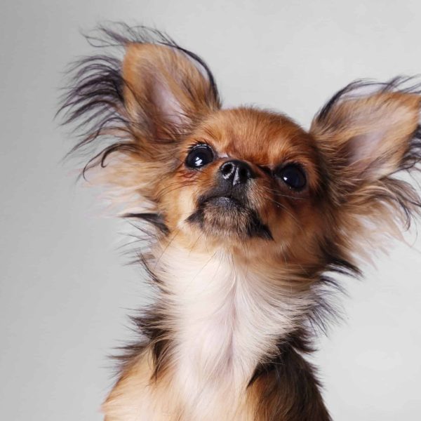 Russian Toy Terrier or Russian Toy Spaniel, is a small breed of dog that originated in Russia