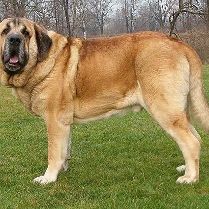 The Spanish Mastiff, also known as Mastín Español, is a large breed of dog that has been used for centuries as a livestock guardian in the Iberian Peninsula