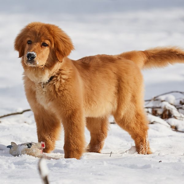 The result is a large, muscular dog with a fierce appearance that is loyal, intelligent, and protective of its family