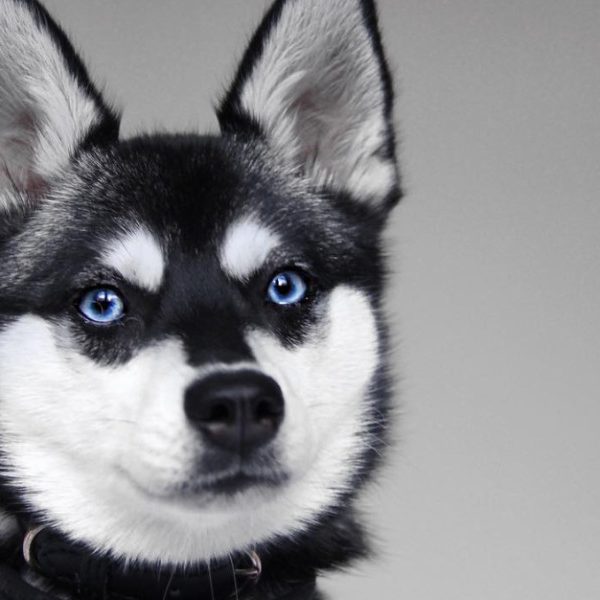 Discovering the Alaskan Klee Kai: A Playful and Loyal Companion Breed