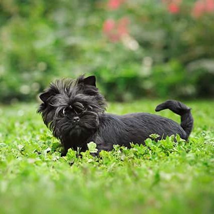 Tips for Training and Maintaining the Health of Your Pet