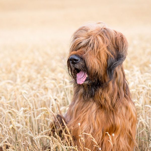 One such loyal and loving companion is the Briar Dog