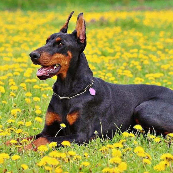German Dog Breeds: The Doberman Pinscher, Rottweiler, and Dachshund