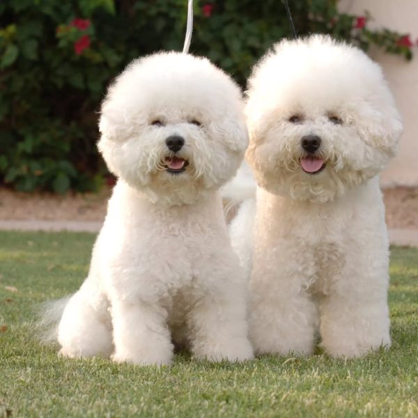 The Bolognese Dog: A Loyal and Affectionate Companion