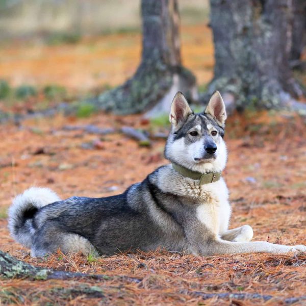 The Versatile and Loyal West Siberian Laika: A Breed Overview