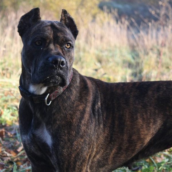Unveiling the Rich Origins and History of the Alano Español: Spain's Majestic Canine Heritage