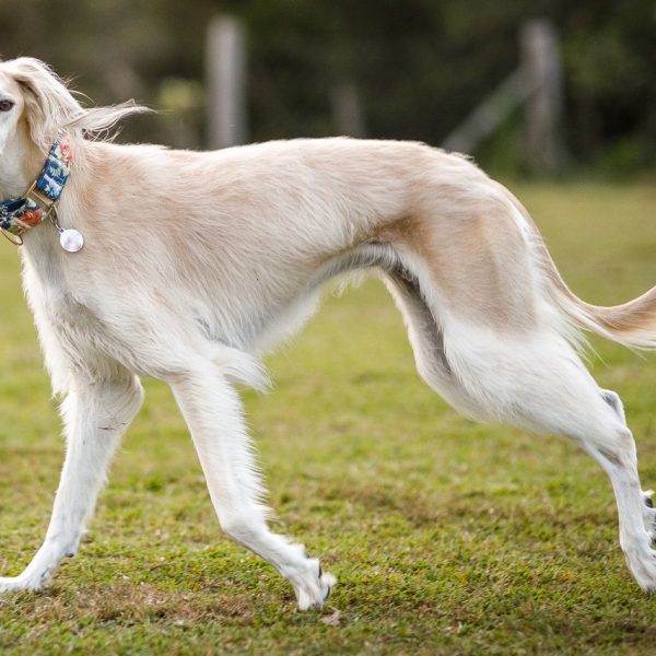The Timeless Beauty of the Saluki: A Glimpse into an Ancient Canine Legacy