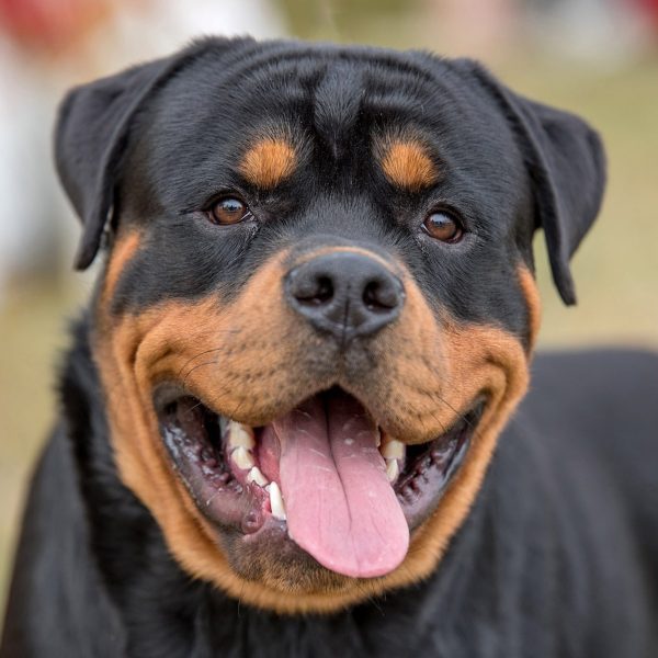 The Majestic Rottweiler: Unveiling the History, Traits, and Charisma of a Remarkable Breed