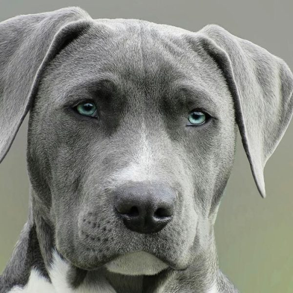 Dog Competitions That Test Intelligence, Speed, and Loyalty