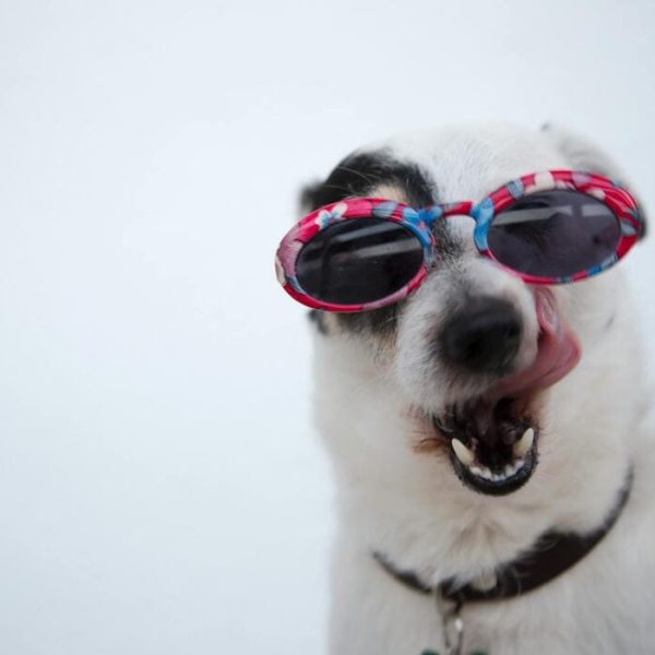 How Proofreading and Editing Prevent Dog-Care Misinformation
