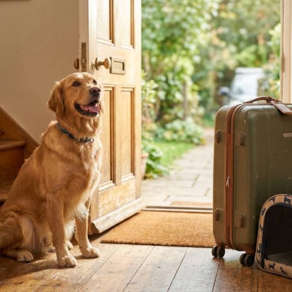 Mit dem Hund ins Ausland reisen, das musst du wissen