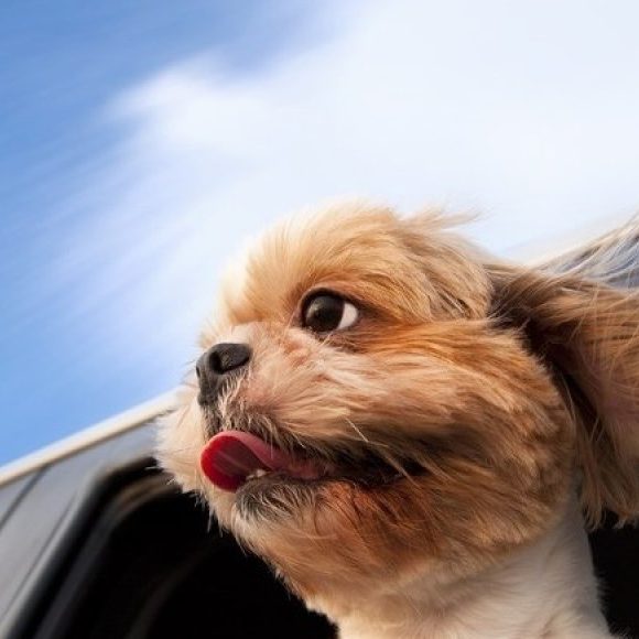 Traveling With a Dog or Puppy on a Road Trip