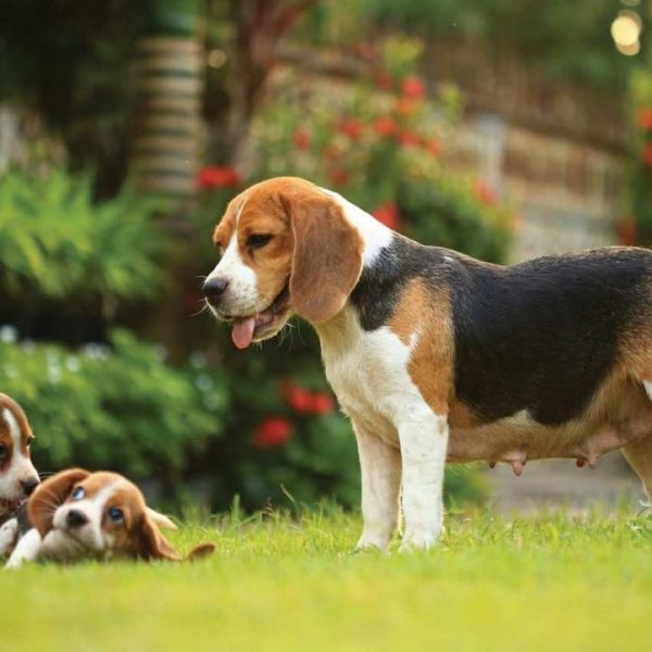 Beagle