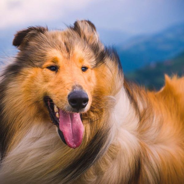 Rough & Smooth Collies: What's Good About 'Em, What's Bad About 'Em