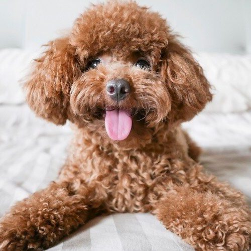 Toy Poodle: Dog Breed Characteristics & Care