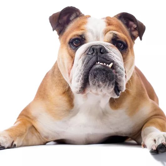 5 Types of Bulldogs for Families