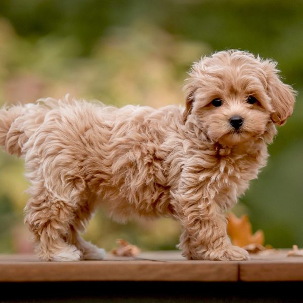 Maltipoo Size Guide (Teacup, Toy, Mini & Standard)