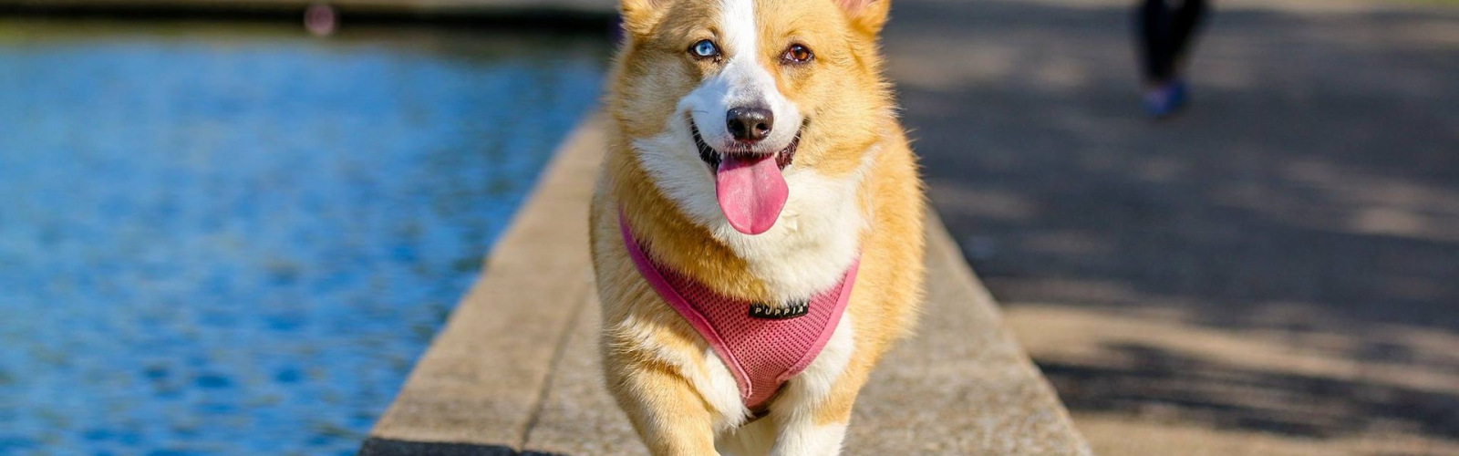 Why Translation Matter in Animal Health