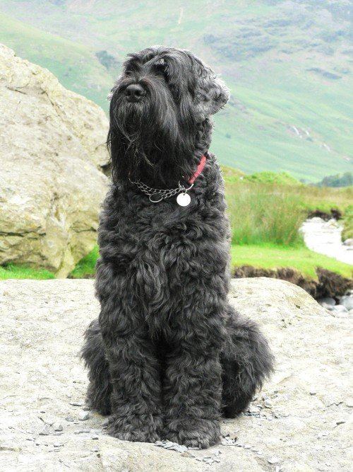 Black Terrier: Overview