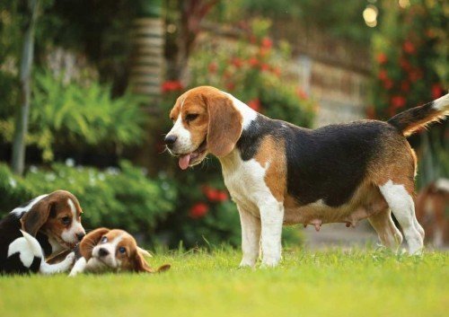 Beagle