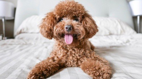 Toy Poodle: Dog Breed Characteristics