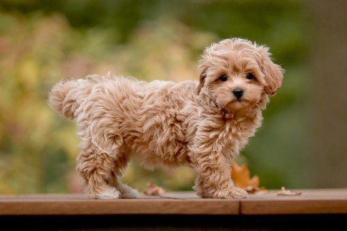 Maltipoo Size Guide (Teacup, Toy, Mini