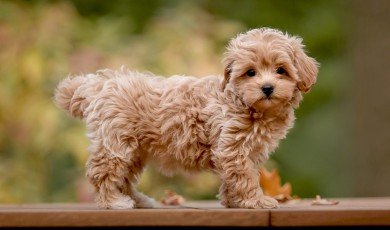 Maltipoo Size Guide (Teacup, Toy, Mini & Standard)