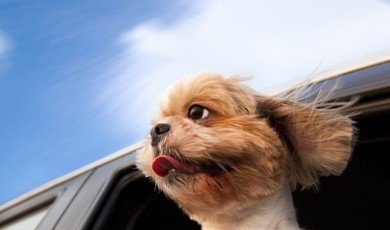 Traveling With a Dog or Puppy on a Road Trip