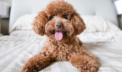 Toy Poodle: Dog Breed Characteristics & Care