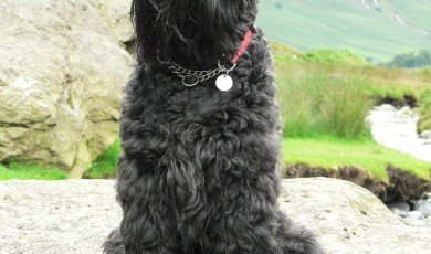 Black Terrier: Overview