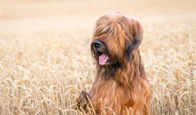 One such loyal and loving companion is the Briar Dog